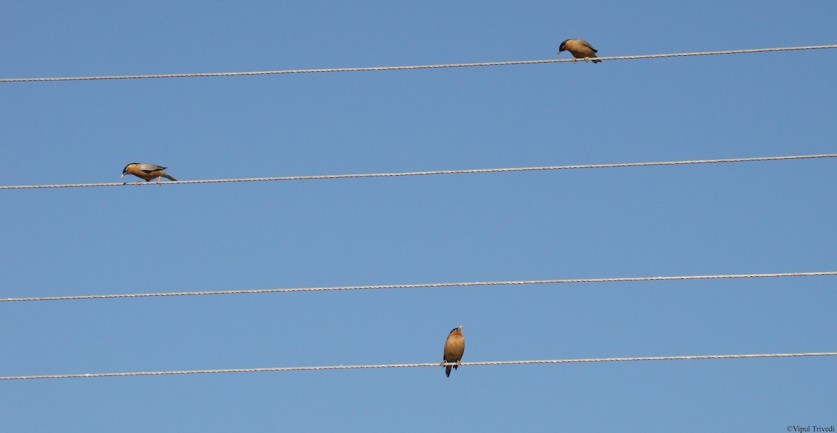 Brahminy Starling - ML622991016