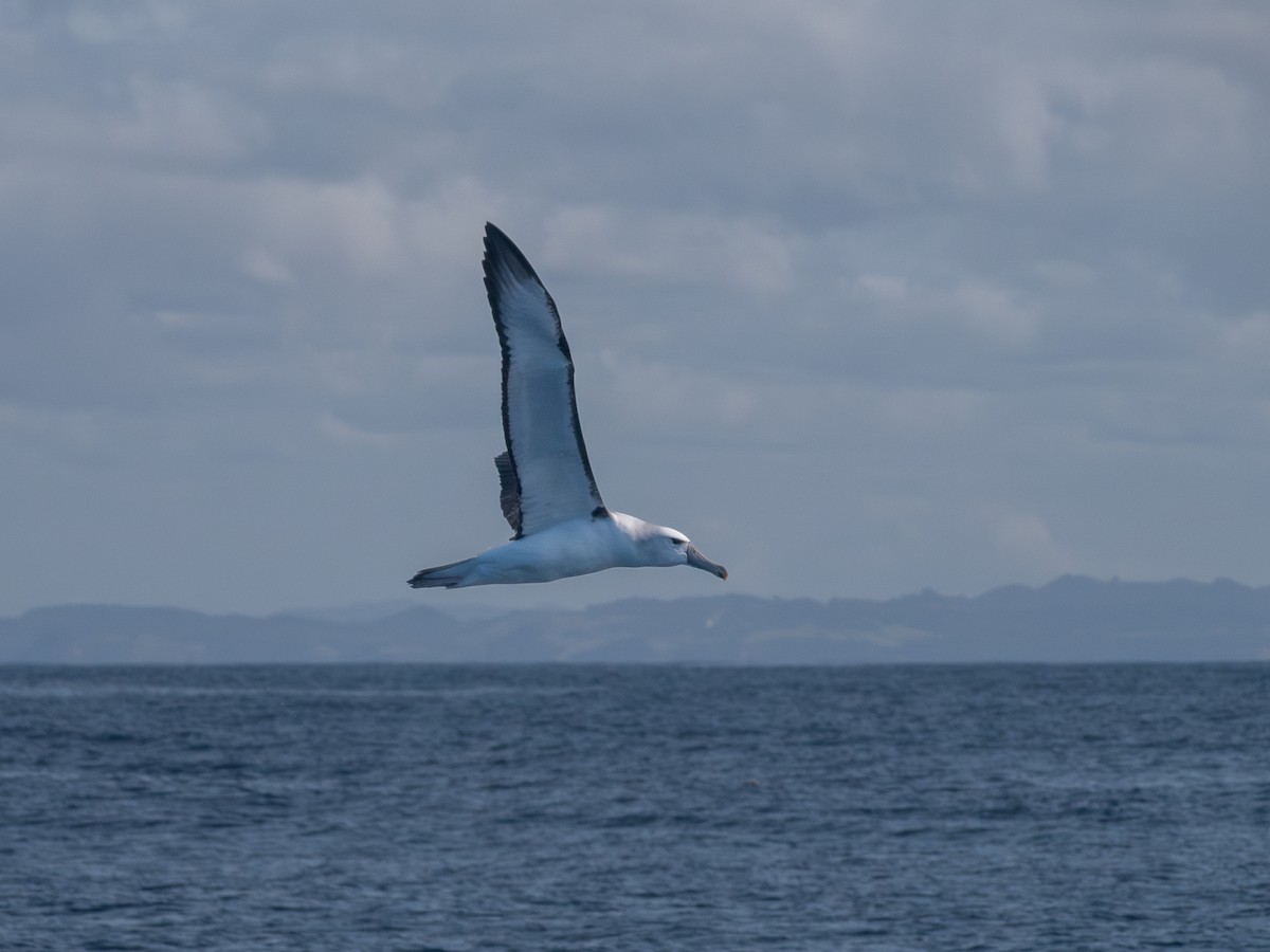 White-capped Albatross - ML622991041