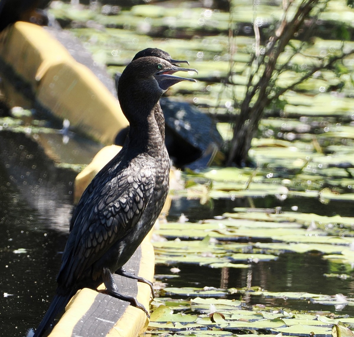 Little Black Cormorant - ML622991061