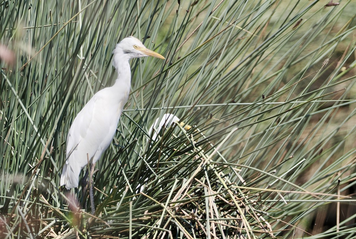 Plumed Egret - ML622991062