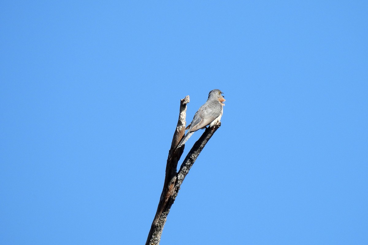 Fan-tailed Cuckoo - ML622991101