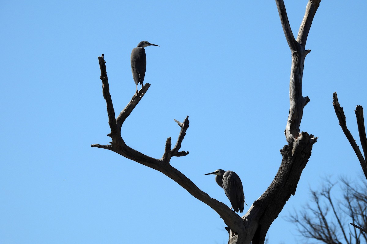 White-faced Heron - ML622991105