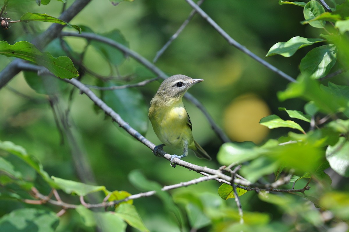 Philadelphia Vireo - ML622991130