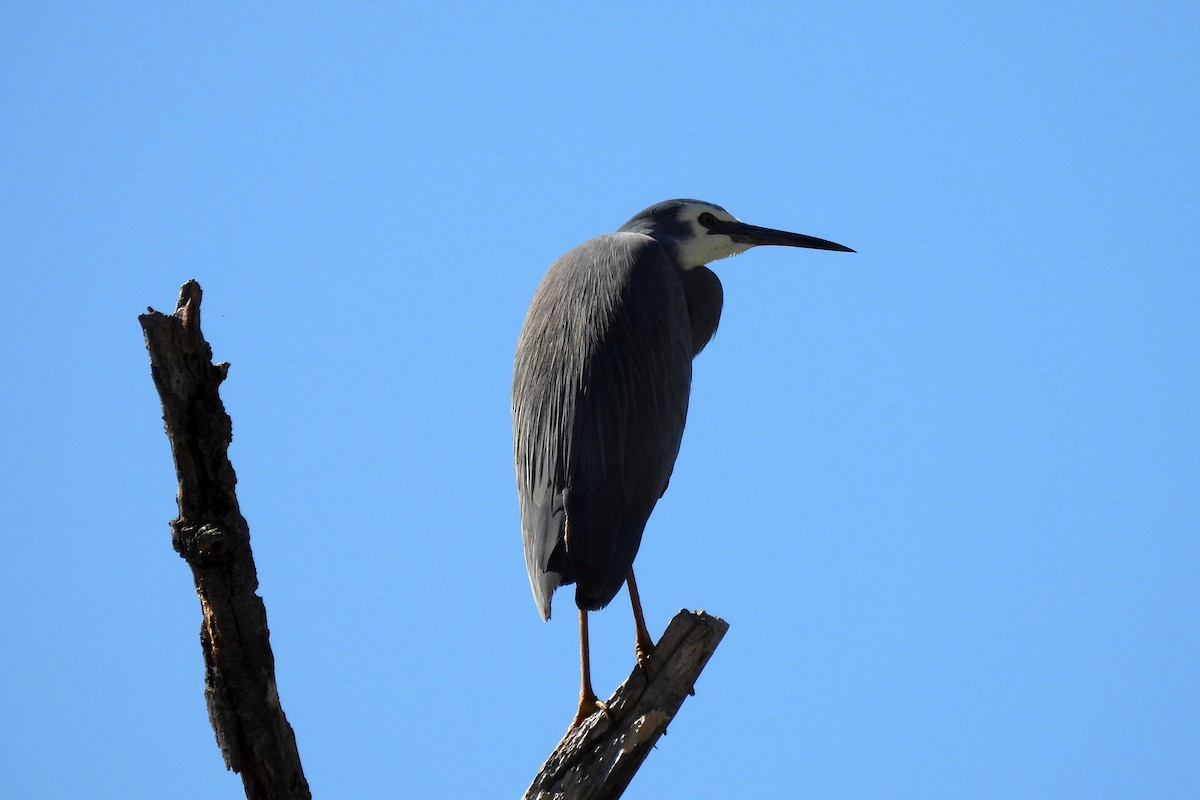 White-faced Heron - B Jenkins