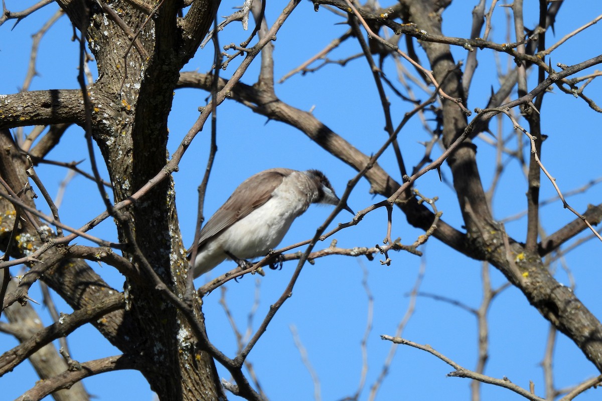 Little Friarbird - ML622991164