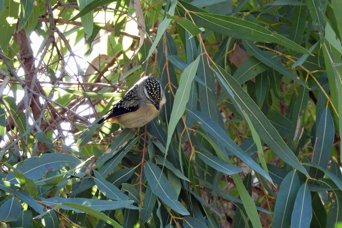 Spotted Pardalote - ML622991167