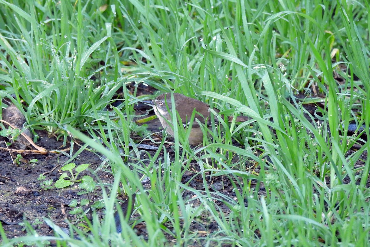 White-browed Scrubwren - ML622991178