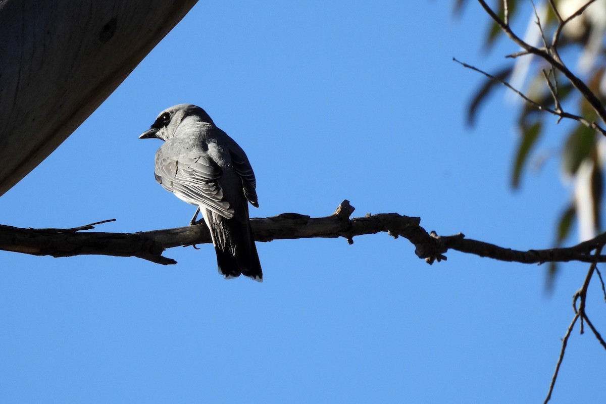 White-bellied Cuckooshrike - ML622991184