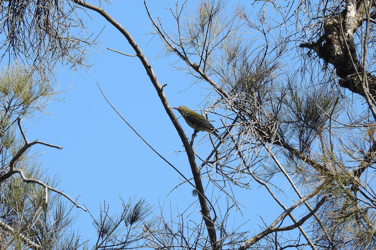 Olive-backed Oriole - ML622991209