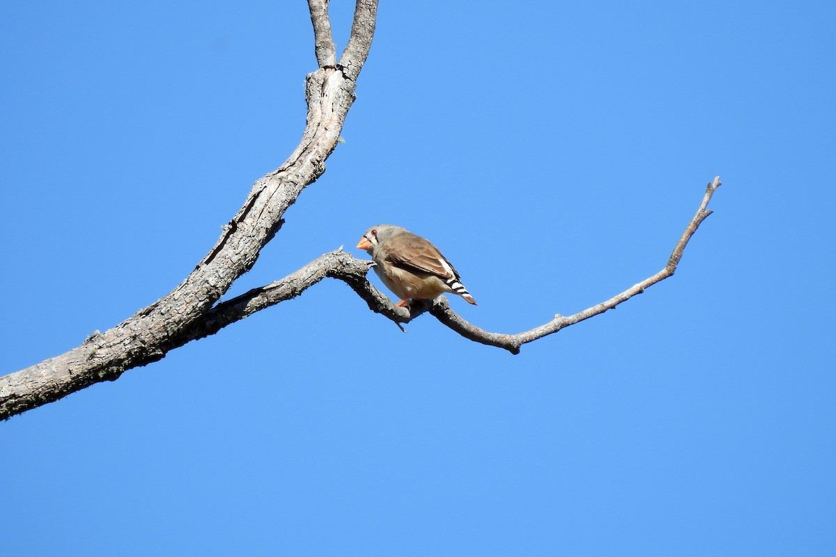 Zebra Finch - ML622991230