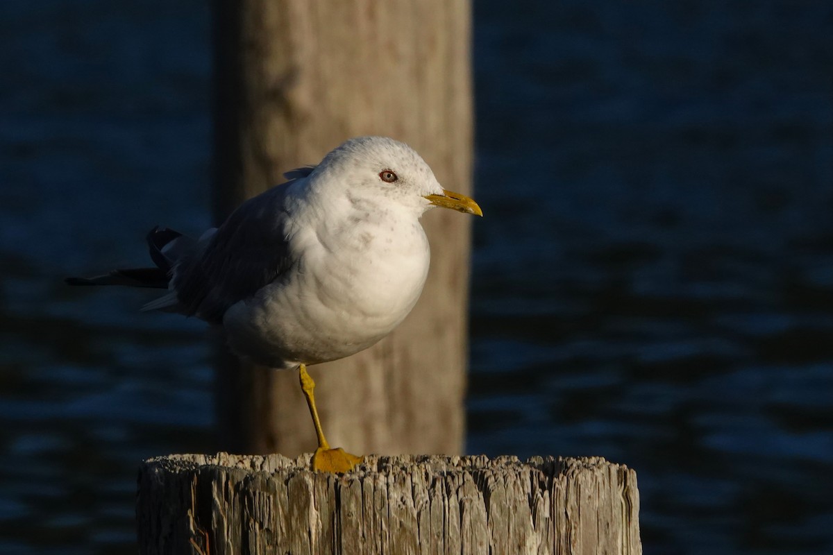 Gaviota de Alaska - ML622991242