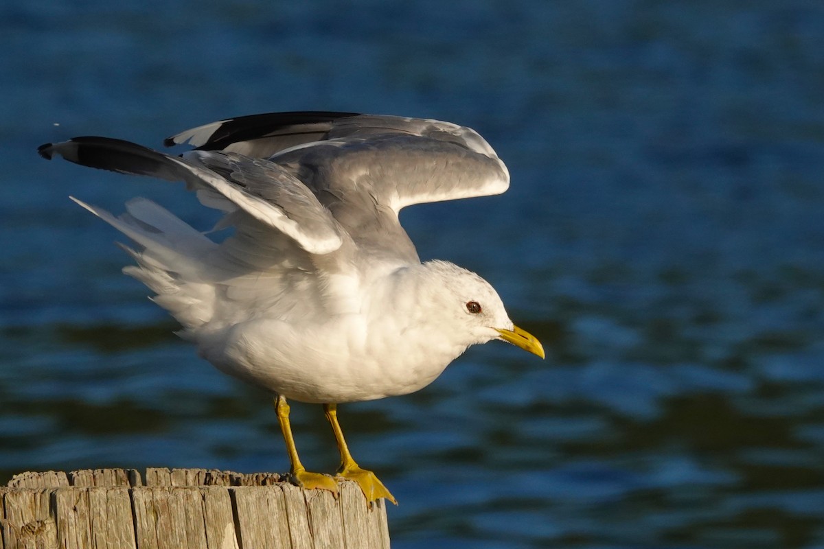 Gaviota de Alaska - ML622991243