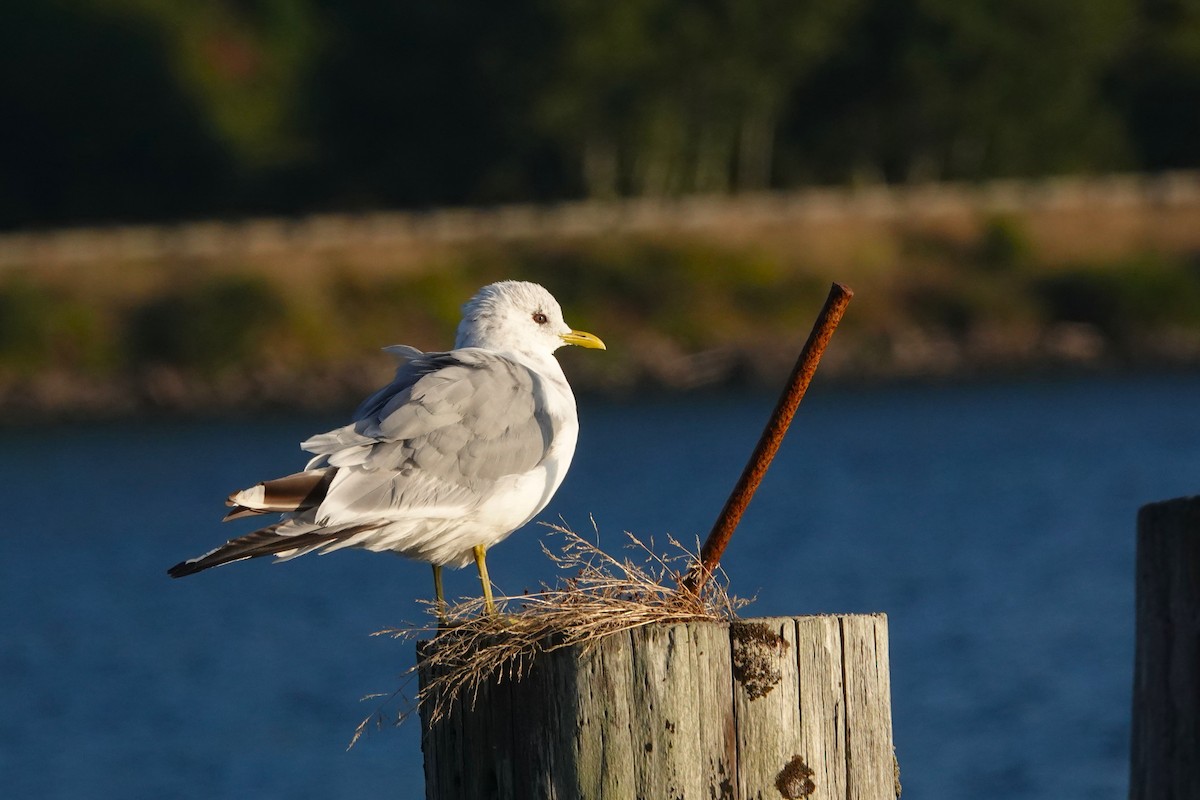 Gaviota de Alaska - ML622991244