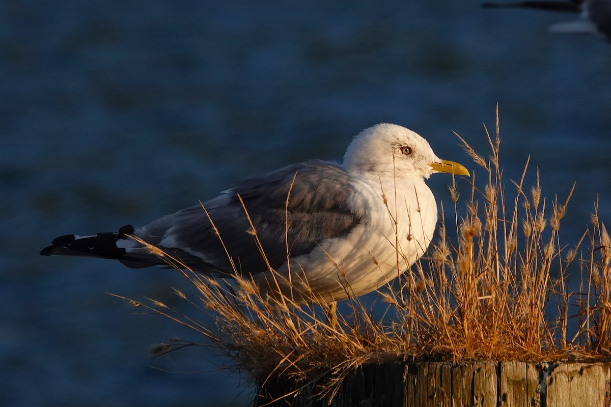 Gaviota de Alaska - ML622991245