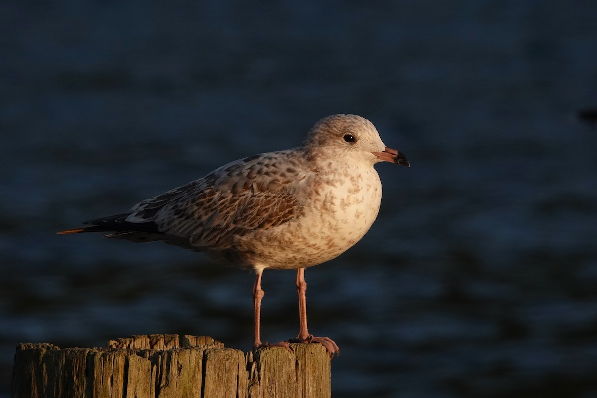 Gaviota de Alaska - ML622991246