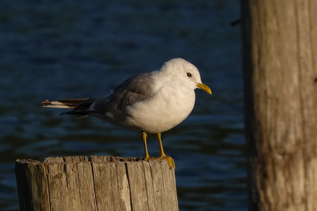 Gaviota de Alaska - ML622991247