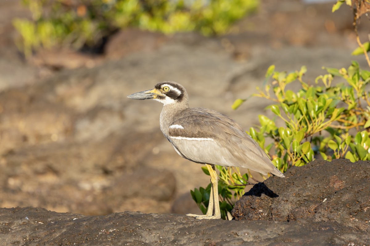 Beach Thick-knee - ML622991249