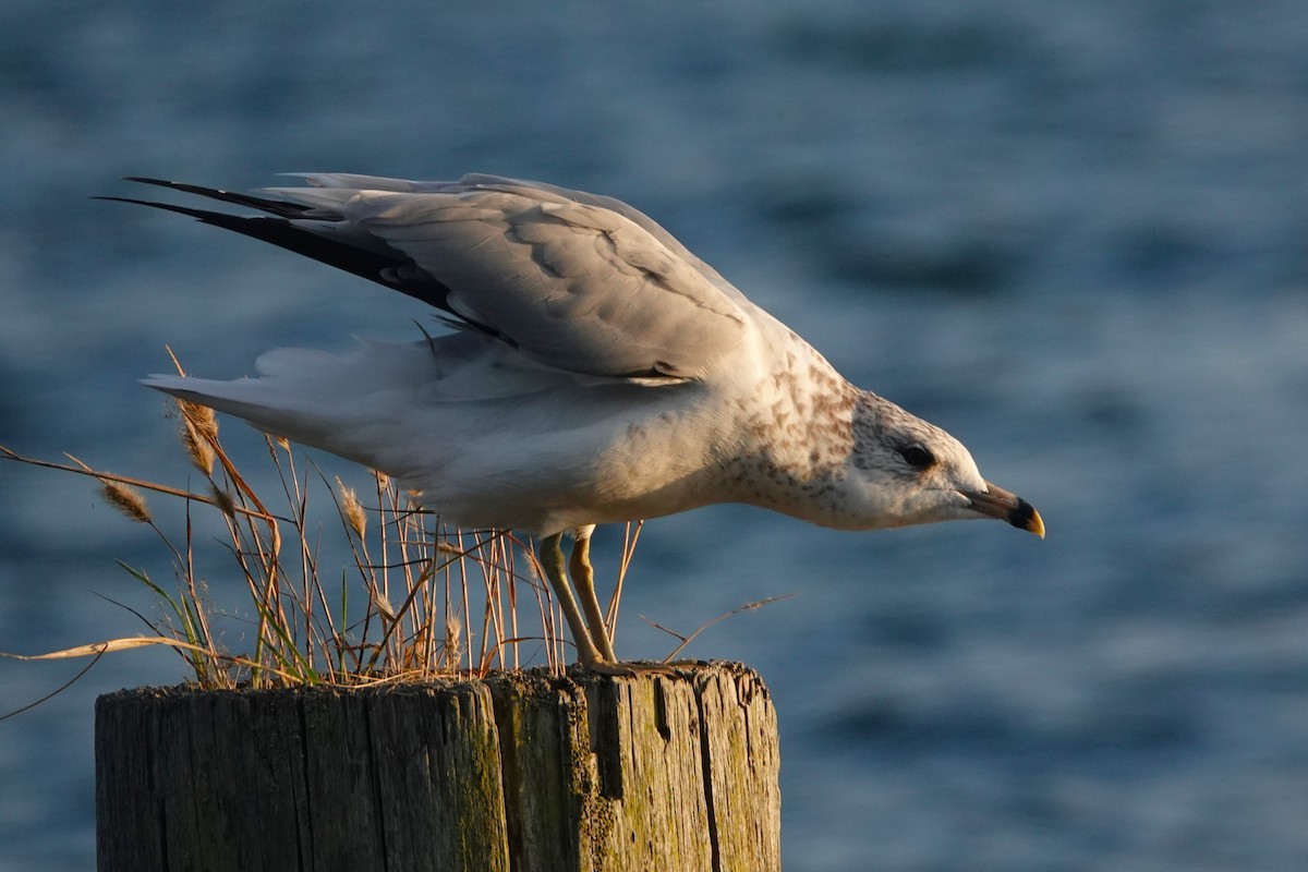 Ring-billed Gull - ML622991250