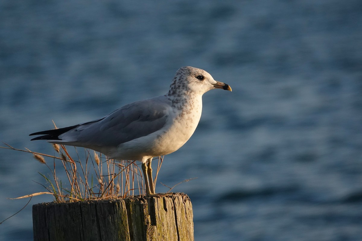 Ring-billed Gull - ML622991252