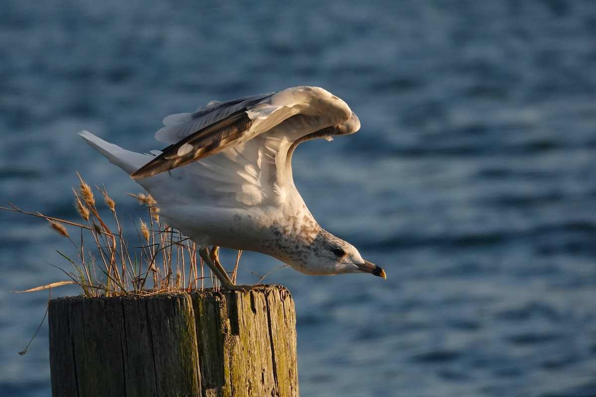 Ring-billed Gull - ML622991253