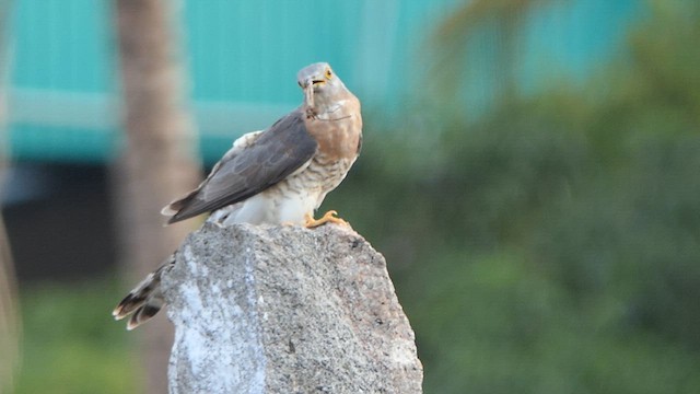 Common Hawk-Cuckoo - ML622991355