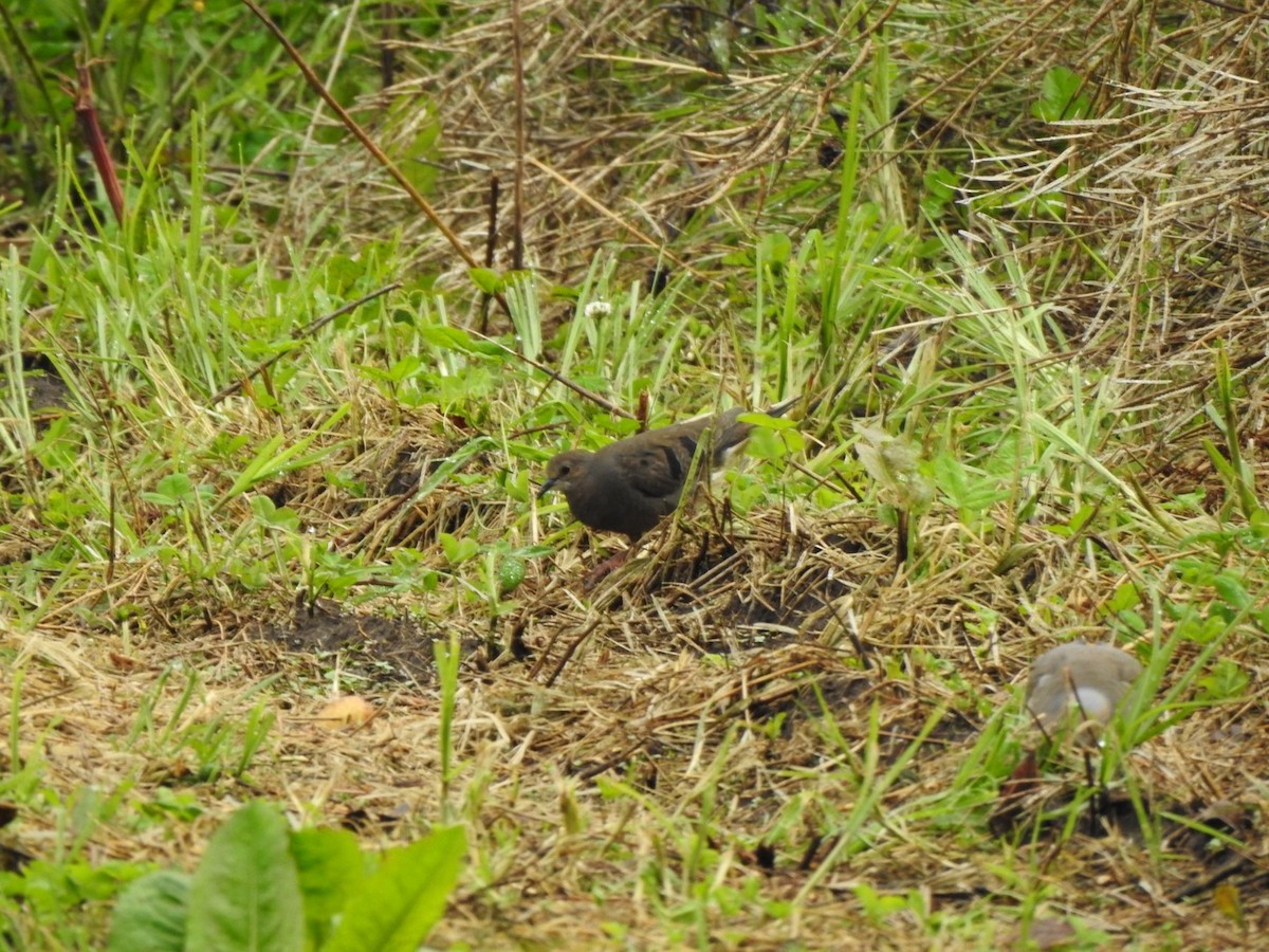 Maroon-chested Ground Dove - ML622991356