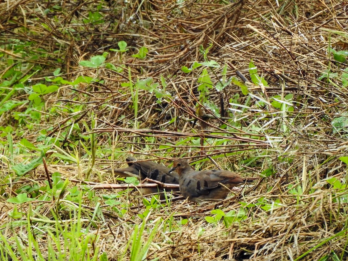 Maroon-chested Ground Dove - ML622991357