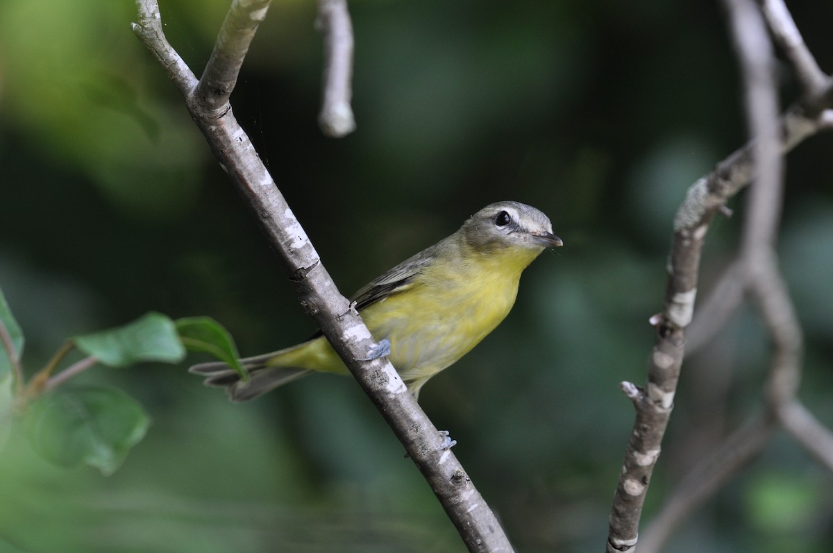 Philadelphia Vireo - ML622991361