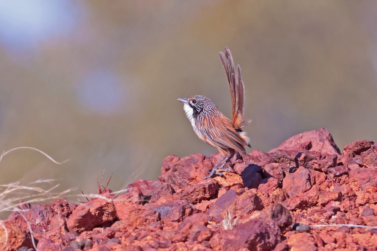 Carpentarian Grasswren - ML622991393