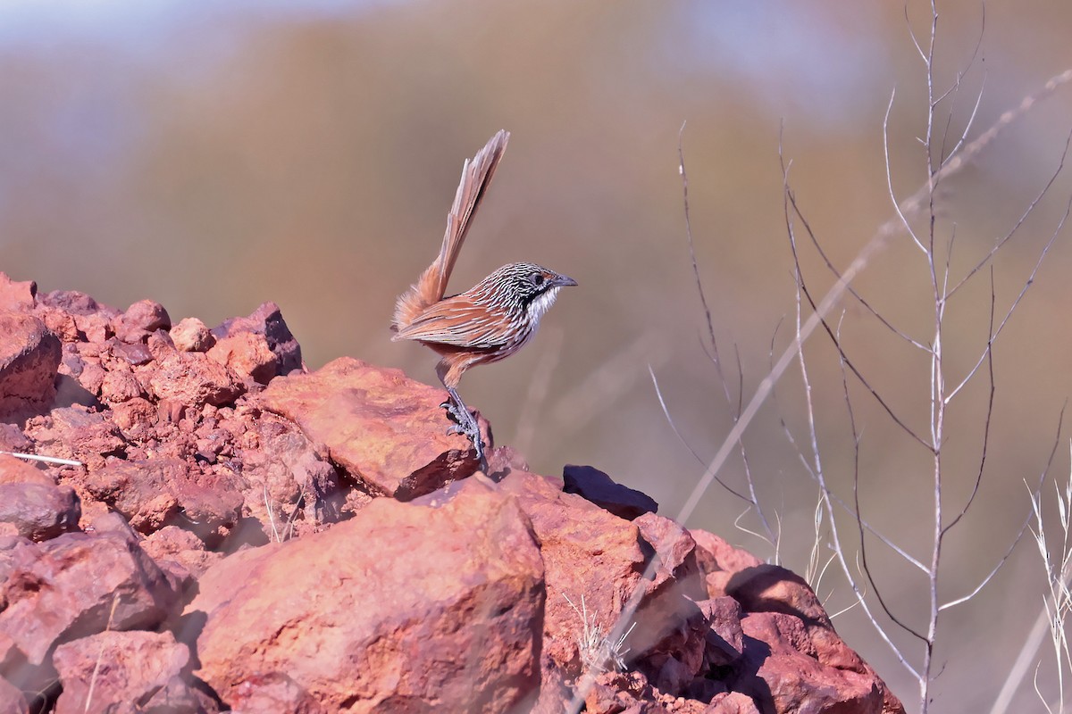 Carpentarian Grasswren - ML622991409