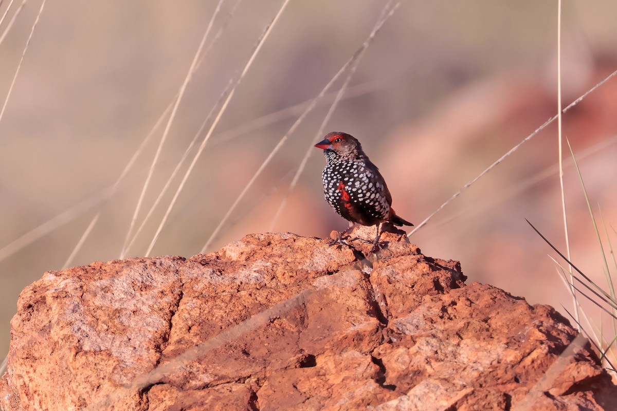 Painted Firetail - Stephen Murray