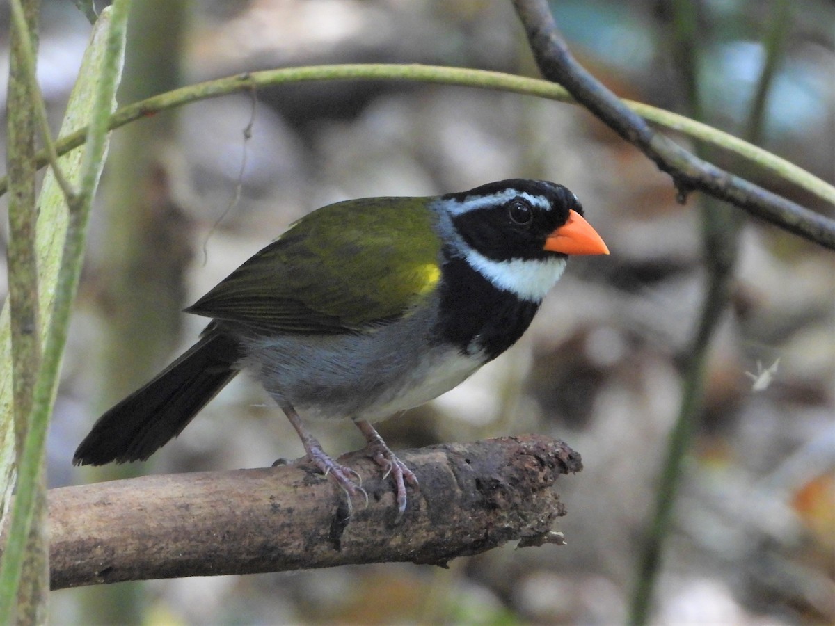 Orange-billed Sparrow - ML622991458