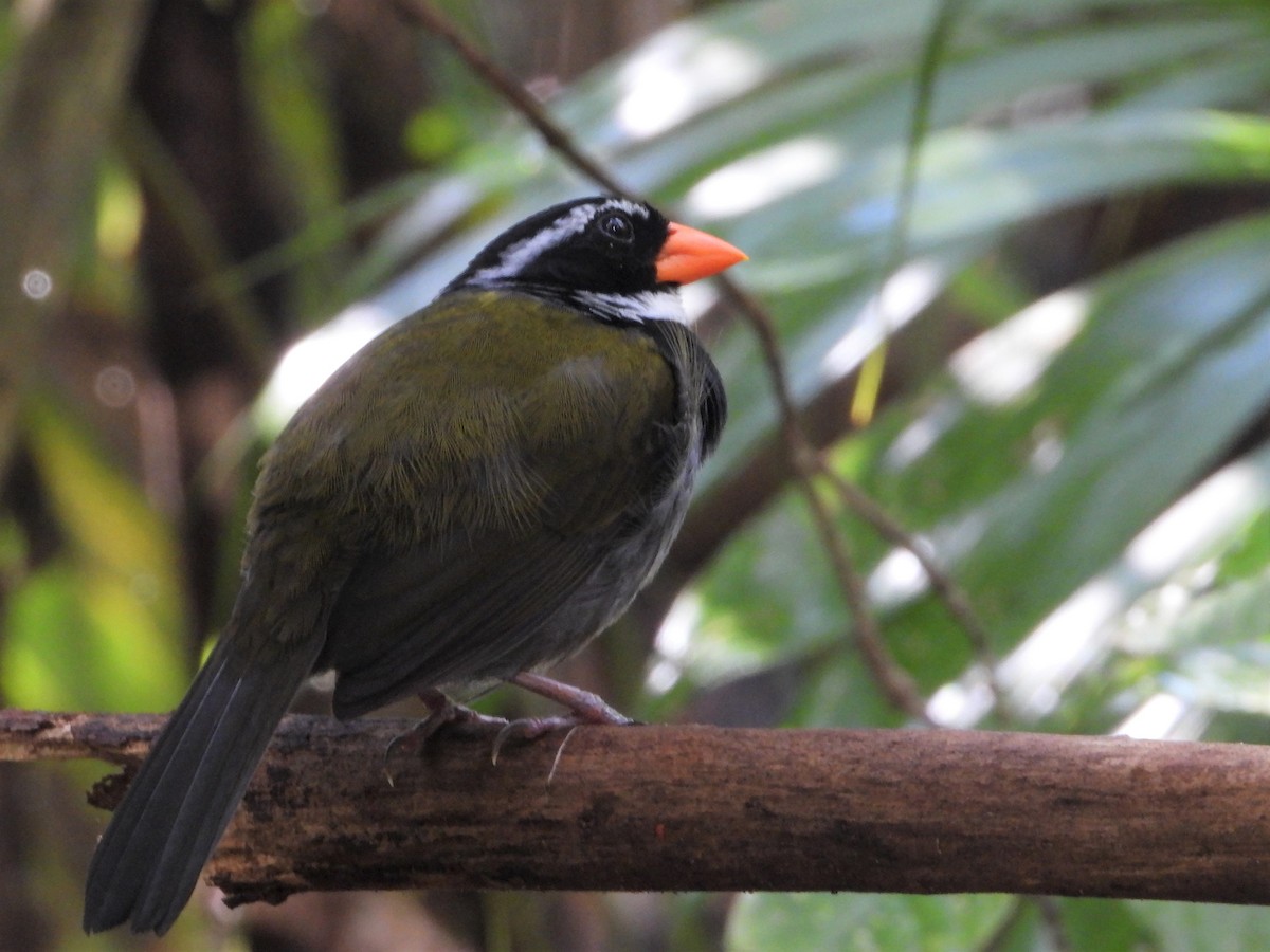 Orange-billed Sparrow - ML622991459