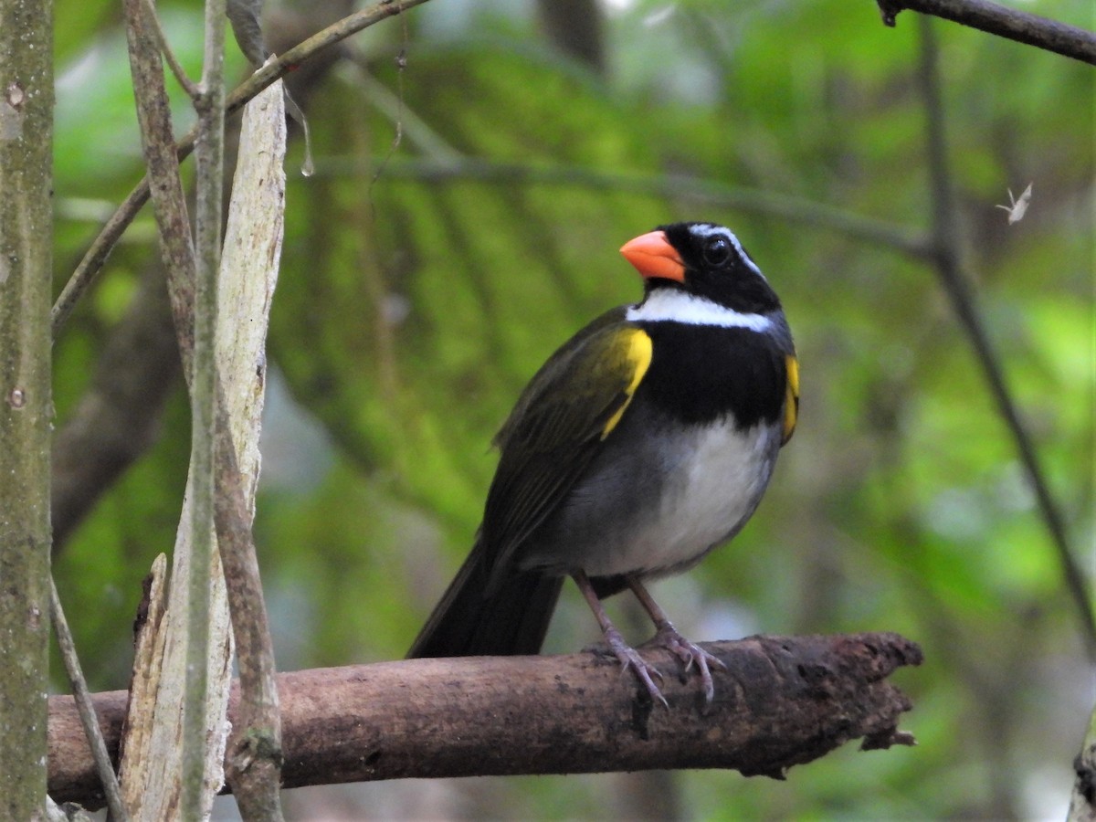 Orange-billed Sparrow - ML622991460