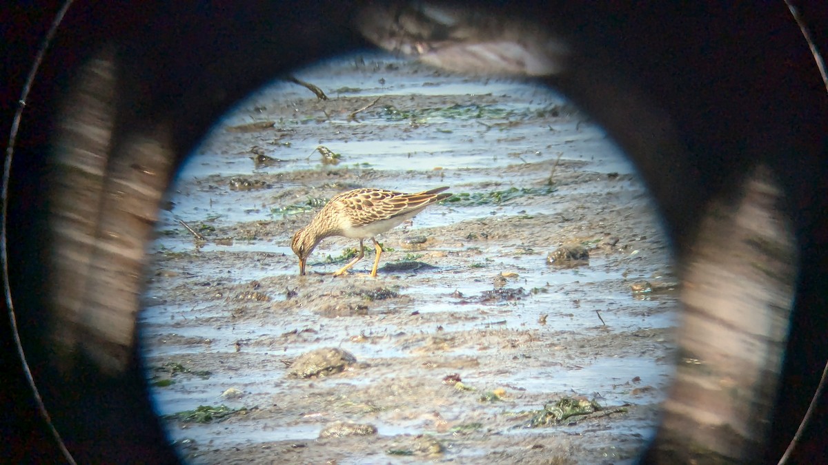 Pectoral Sandpiper - ML622991470