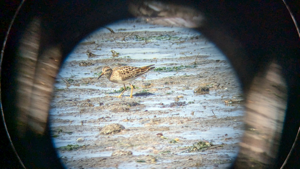 Pectoral Sandpiper - ML622991471