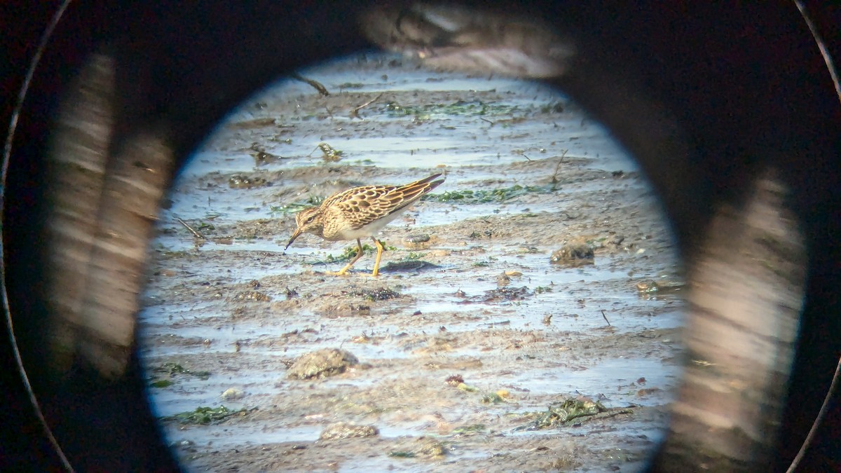 Pectoral Sandpiper - ML622991472