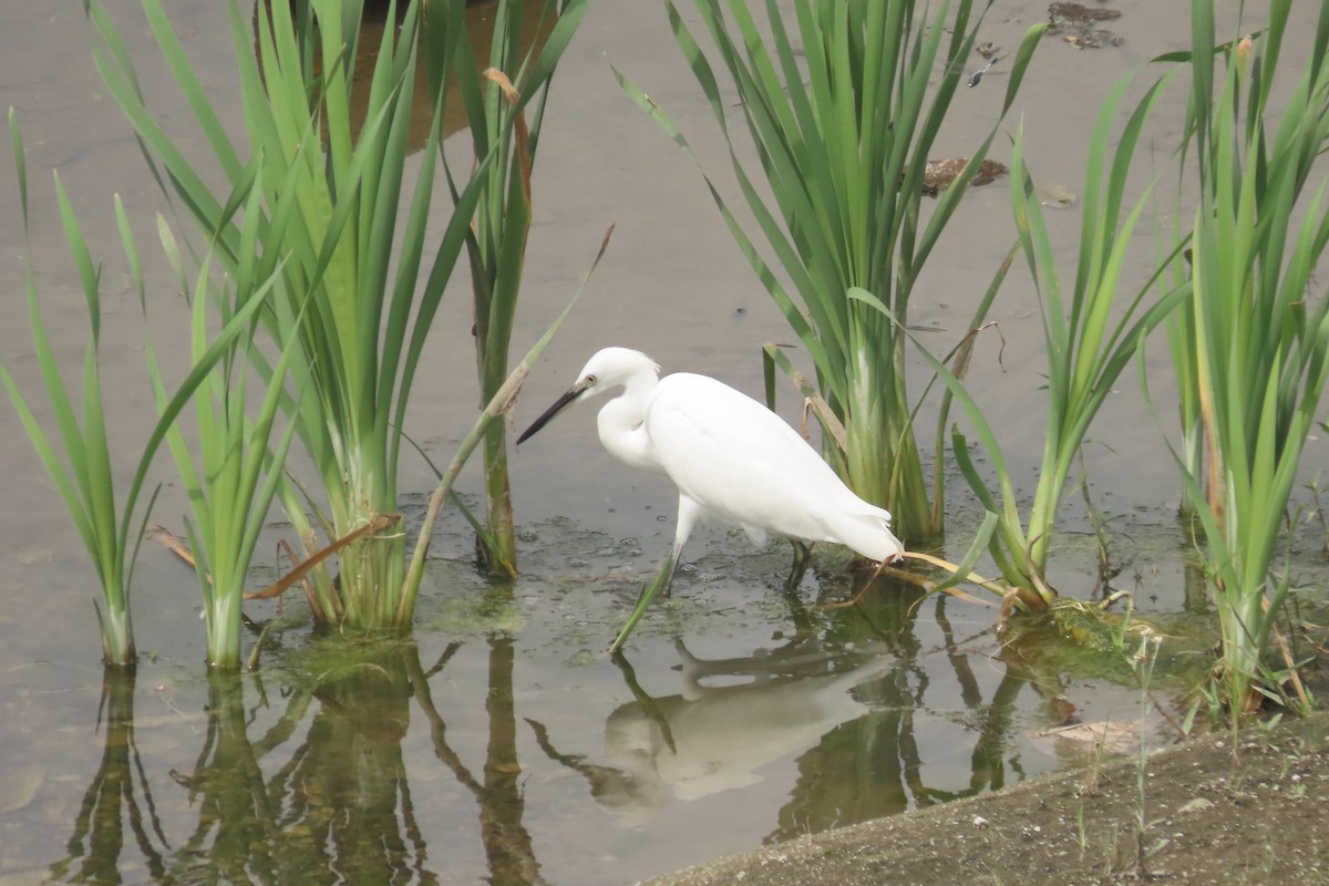 Little Egret - Anonymous