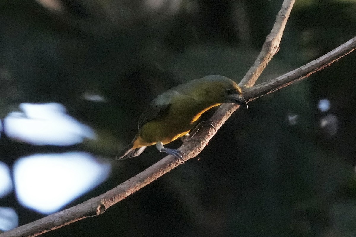 Golden-bellied Euphonia - ML622991493