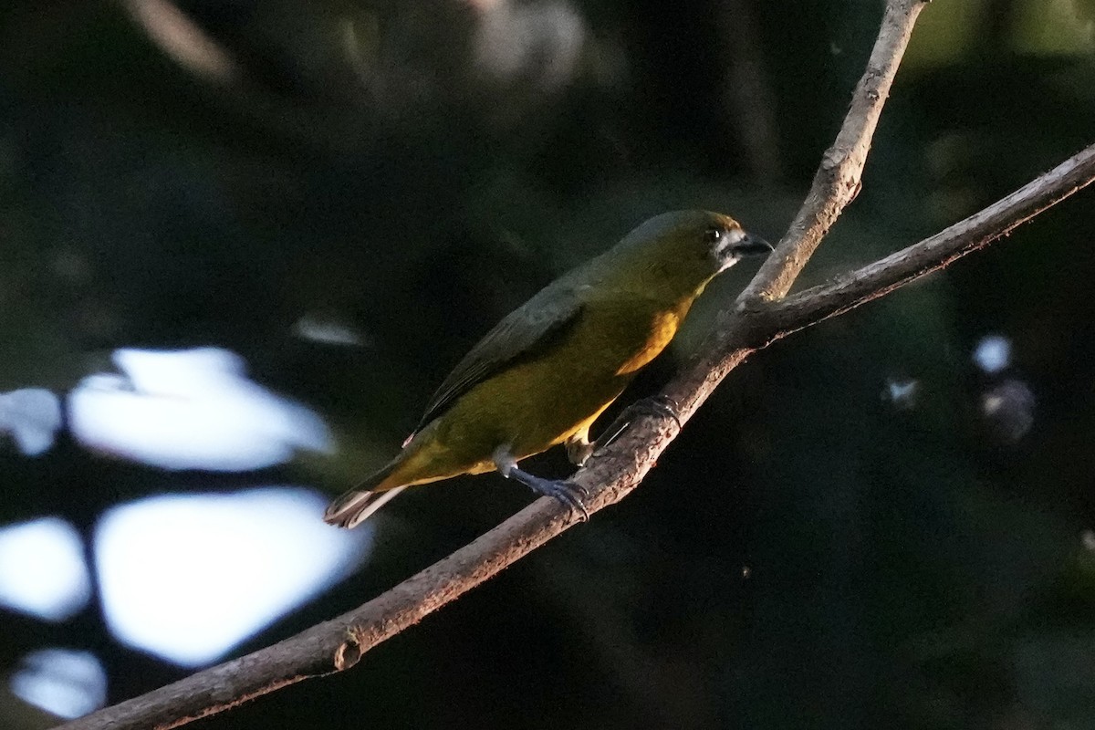 Golden-bellied Euphonia - ML622991494