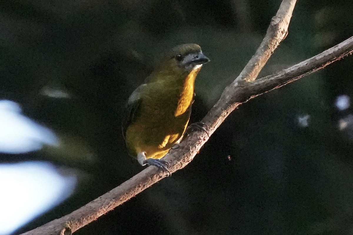 Golden-bellied Euphonia - ML622991495