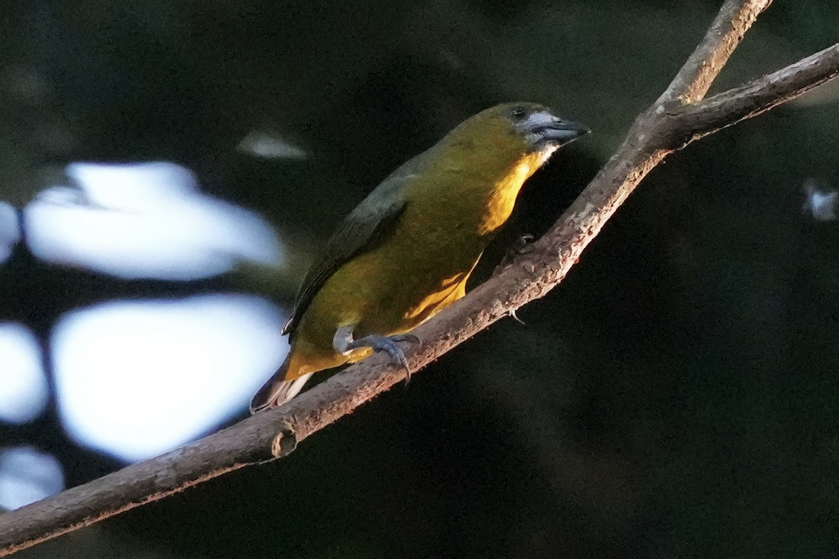 Golden-bellied Euphonia - ML622991496