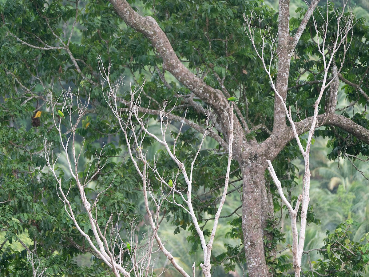 Pygmy Hanging-Parrot - ML622991770