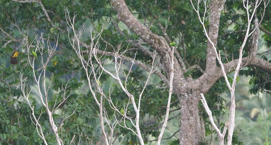 Pygmy Hanging-Parrot - ML622991772