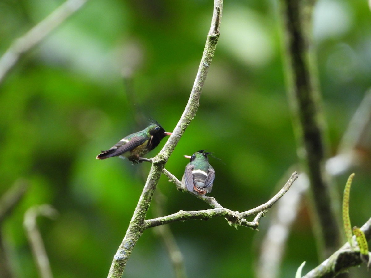 Black-crested Coquette - ML622991803