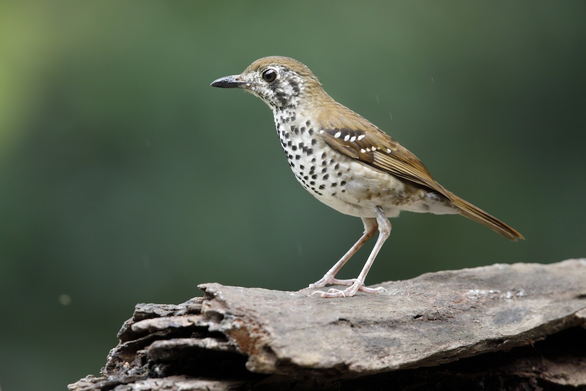 Spot-winged Thrush - Marco Valentini