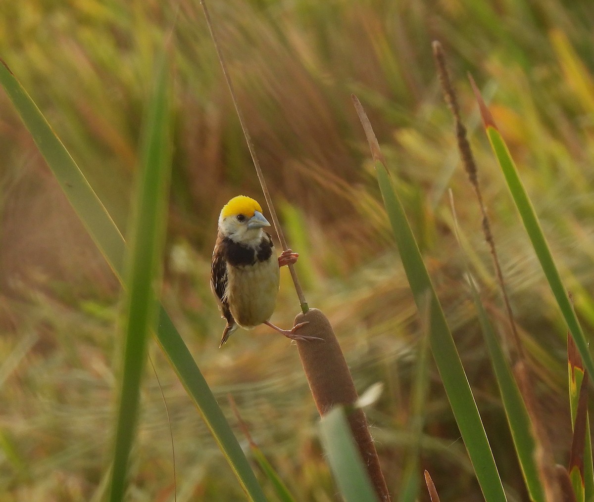 Black-breasted Weaver - ML622991813