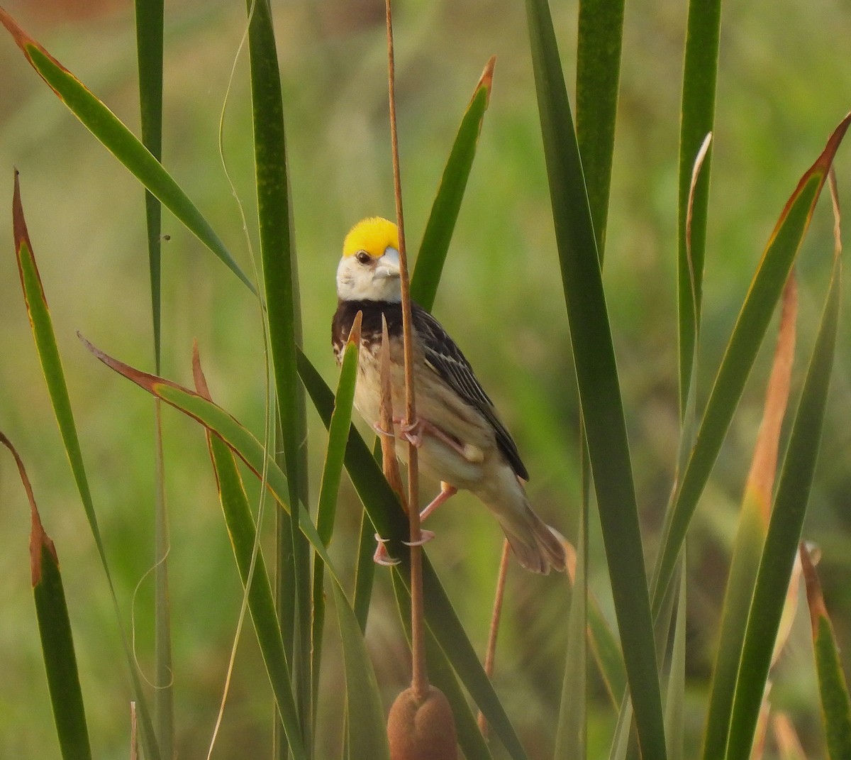 Black-breasted Weaver - ML622991814