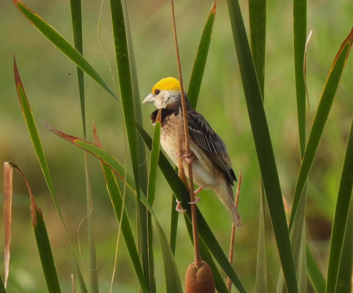 Black-breasted Weaver - ML622991815