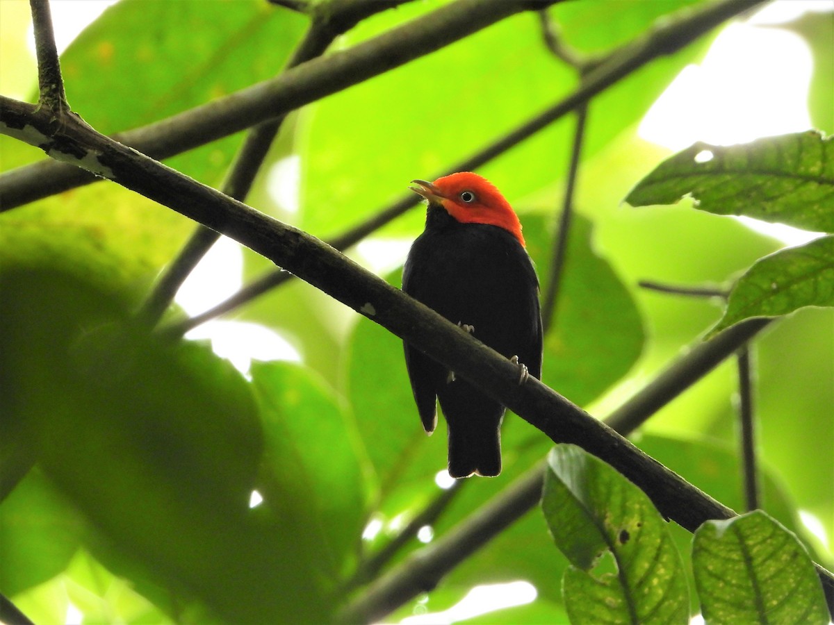 Red-capped Manakin - ML622991830